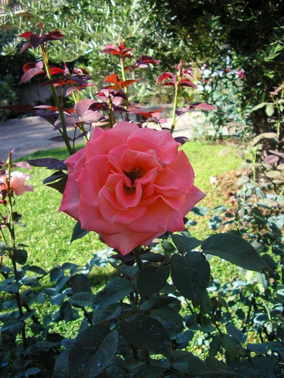 Bed and Breakfast Al Vecchio Olivo Frascati Exterior foto